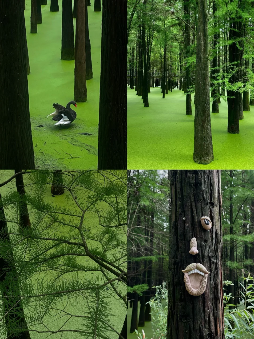 在这个夏天闯入了童话般的水上森林🌲青山湖