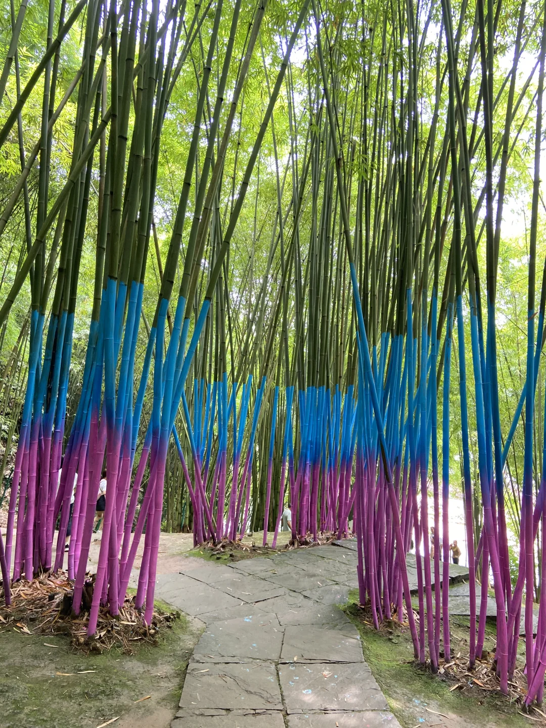 川西竹海的绿野仙踪🎋滑道、玩水（附攻略）