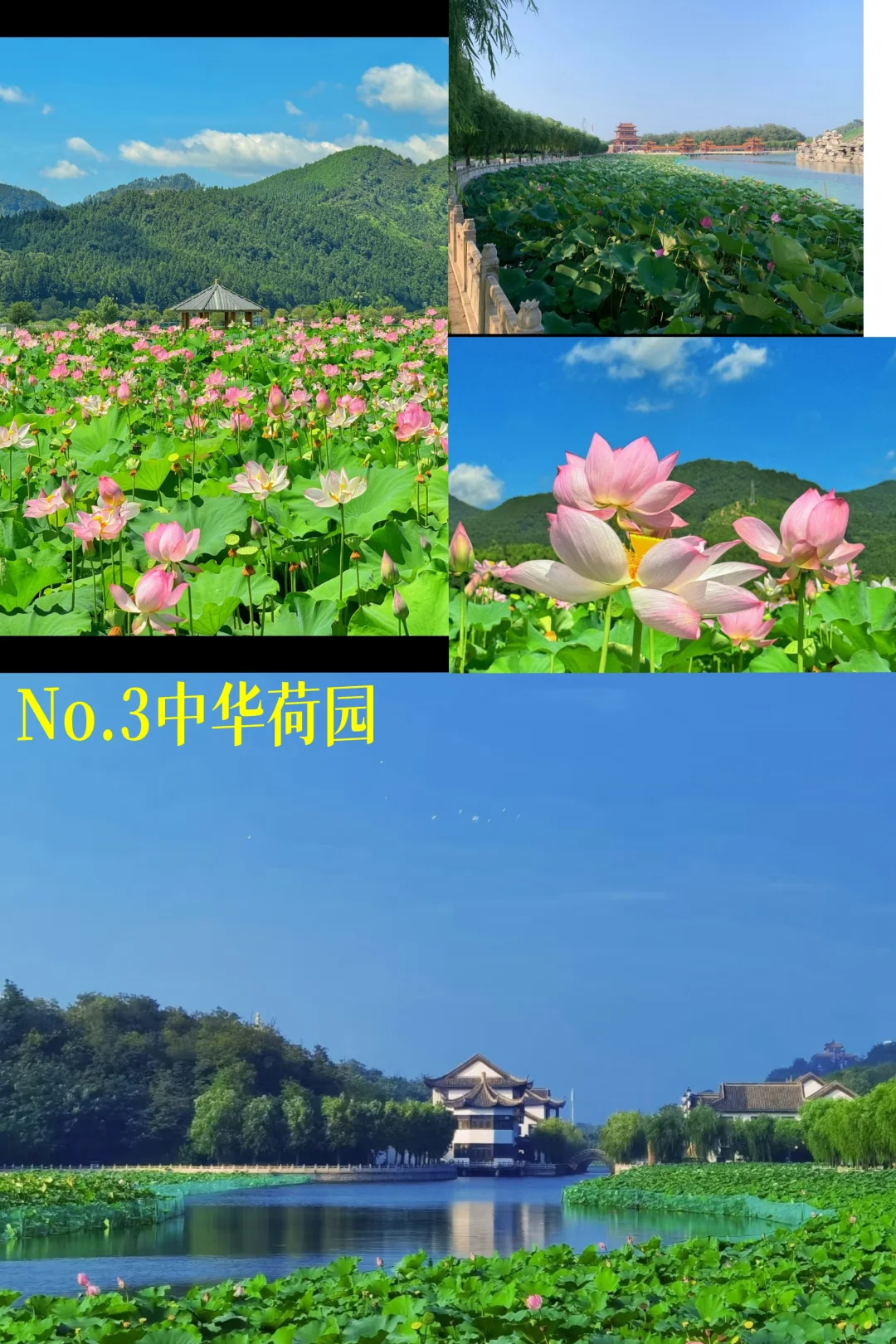 秦皇岛赏荷宝藏地 错过在等一年🪷