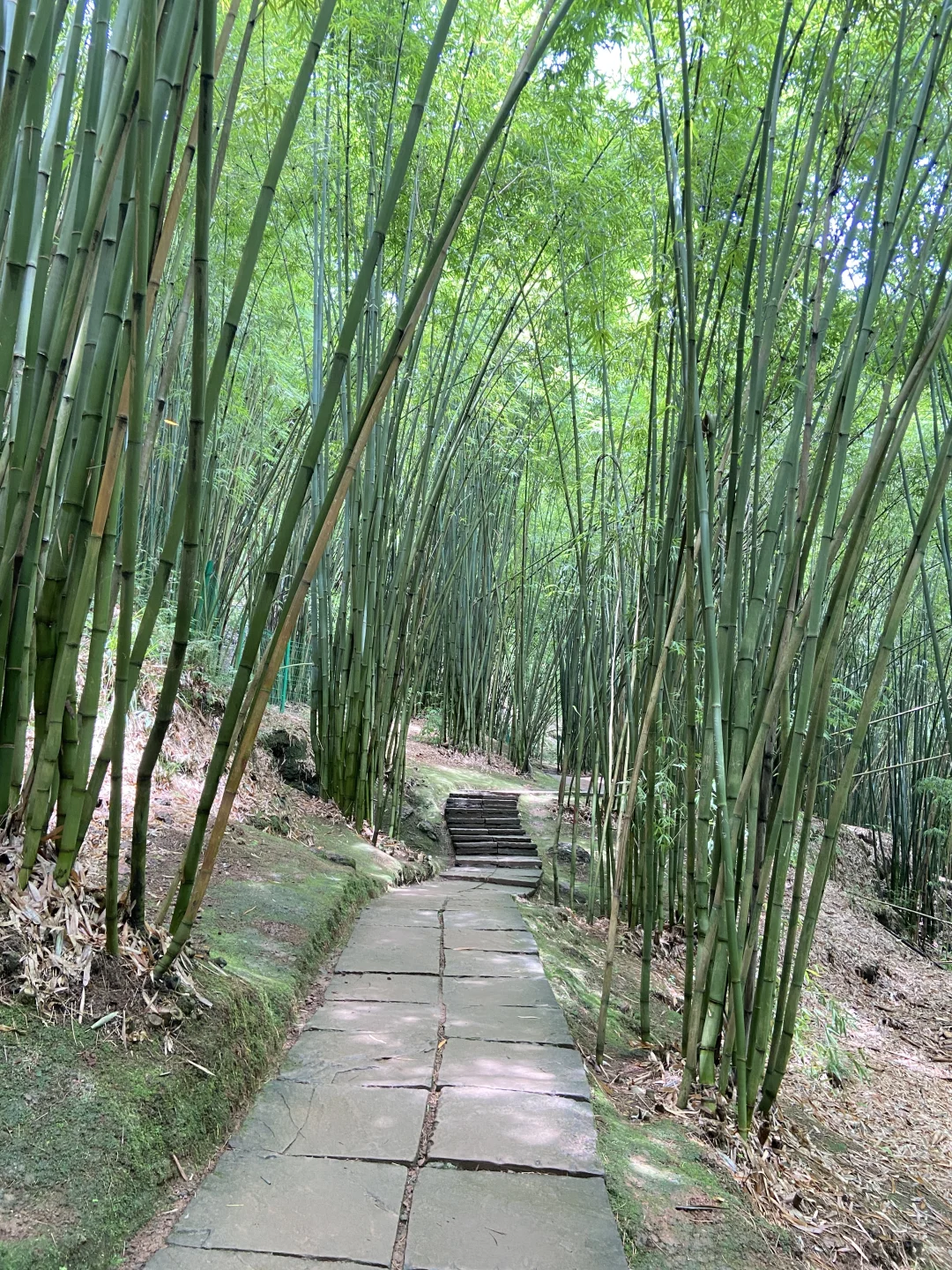 川西竹海的绿野仙踪🎋滑道、玩水（附攻略）