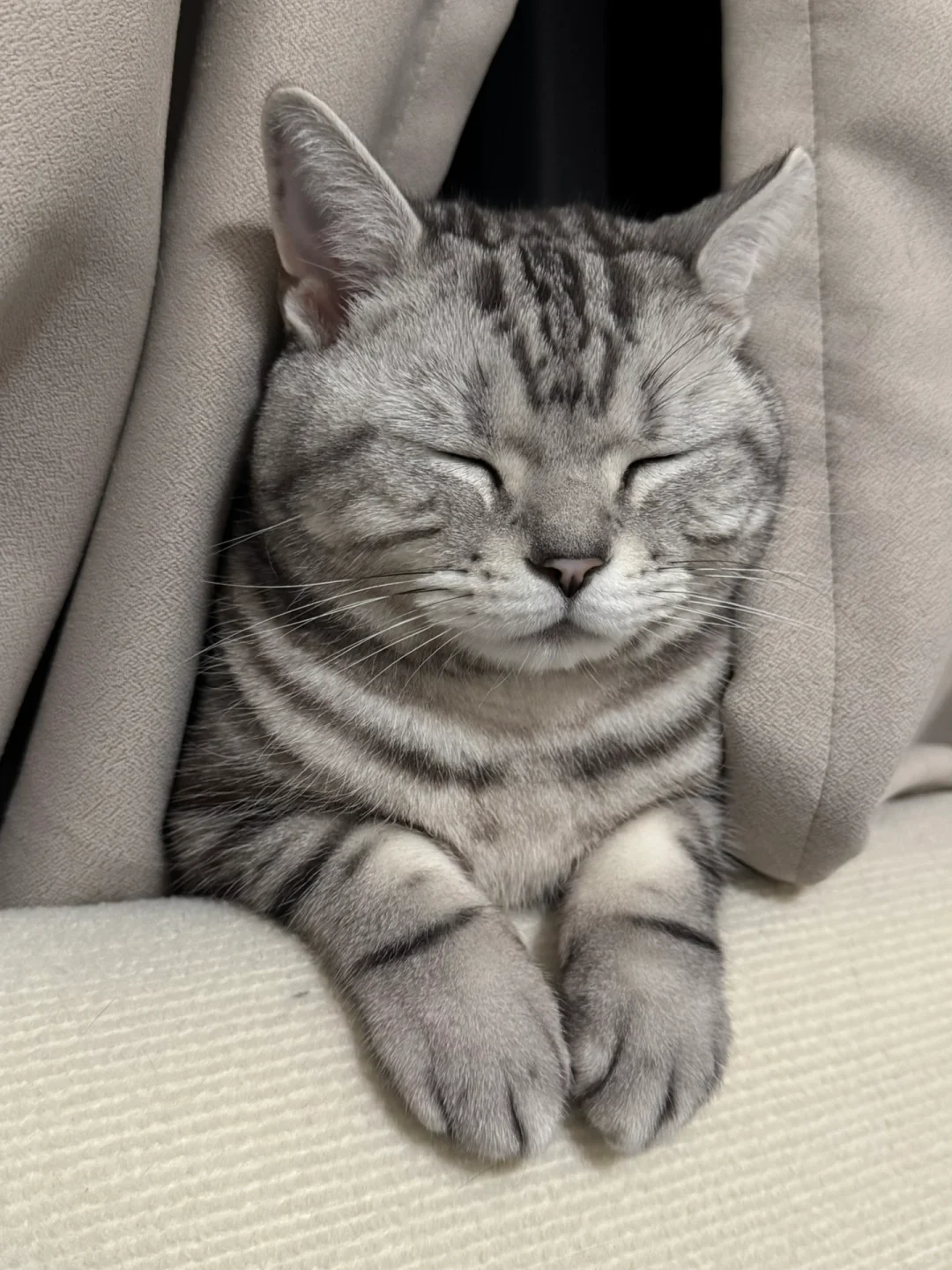 我家小猫也旅游啦！拖延症患者才发照片！