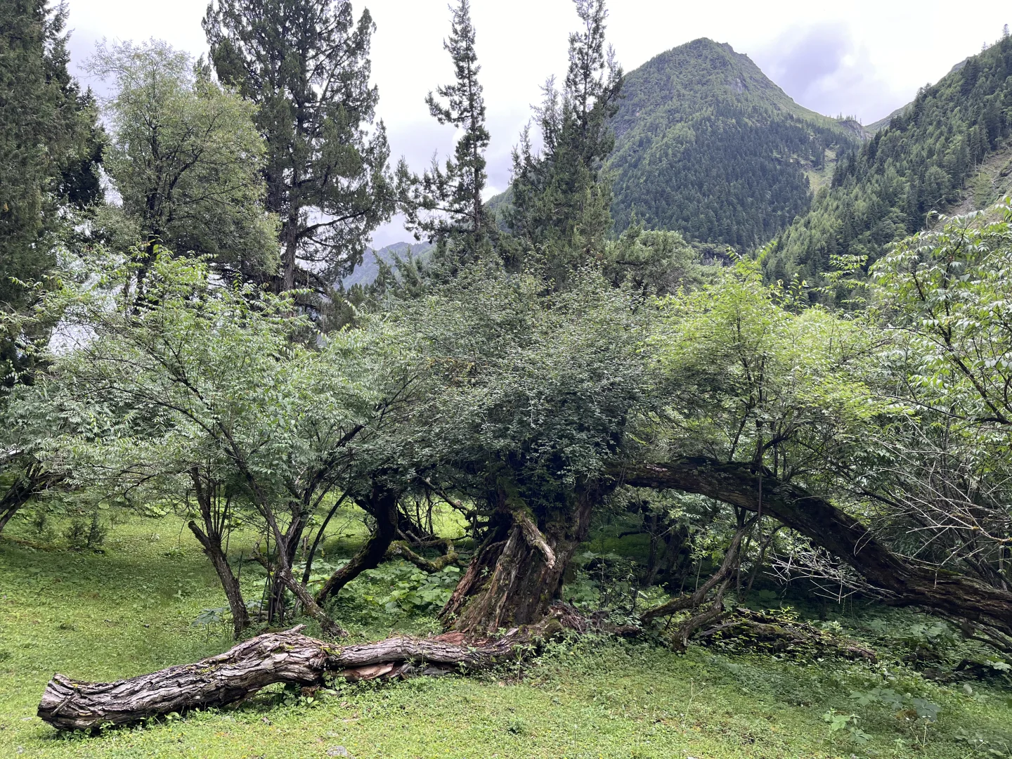 四姑娘山