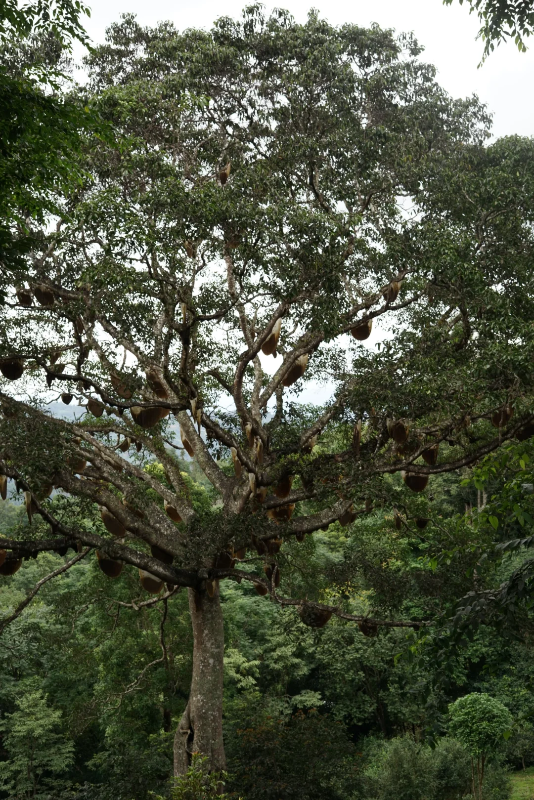 旅行｜景迈山｜被森林环绕的乌托邦
