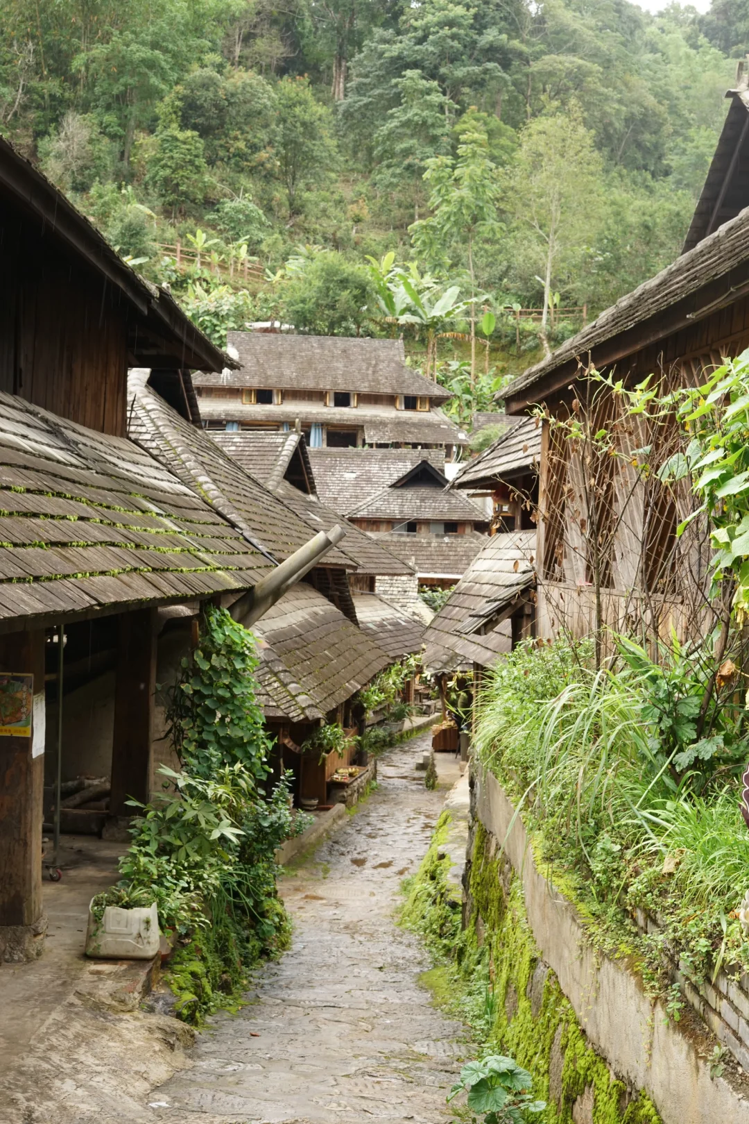 旅行｜景迈山｜被森林环绕的乌托邦