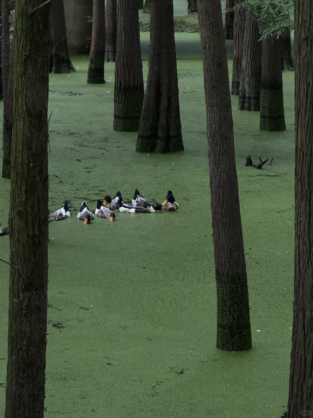 📍杭州｜去青山湖水上森林里喂鹿🦌