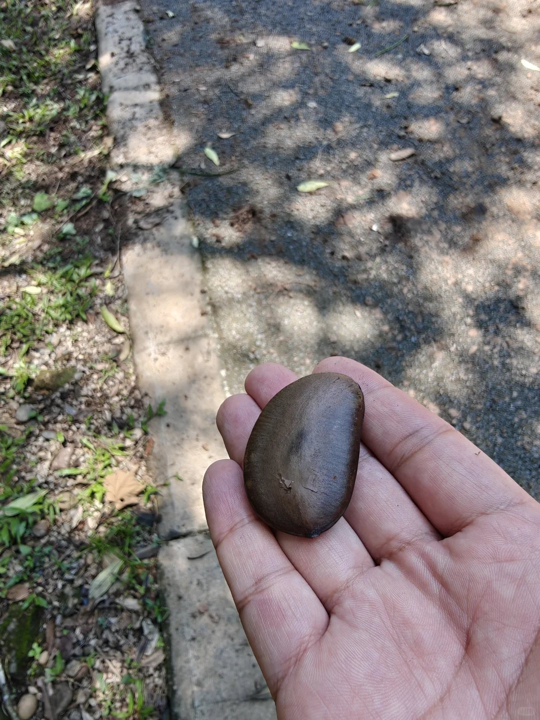 22km用脚丈量西双版纳热带植物园