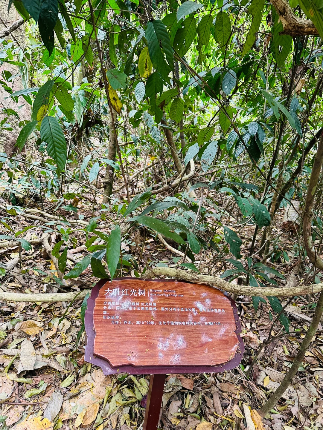 版纳哪里值得去？必推望天树景区！有优惠谨记