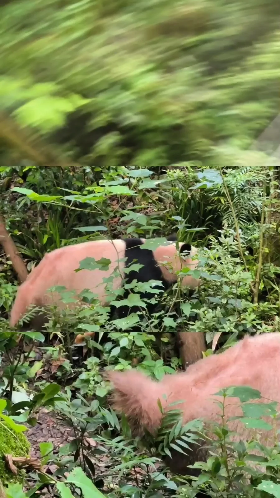 成都→都江堰+熊猫谷攻略｜最全景点路线
