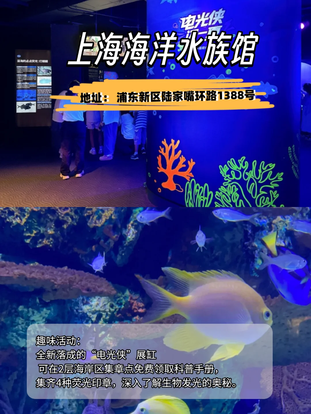 魔都5大乐园景区🔥夜游党必冲❗