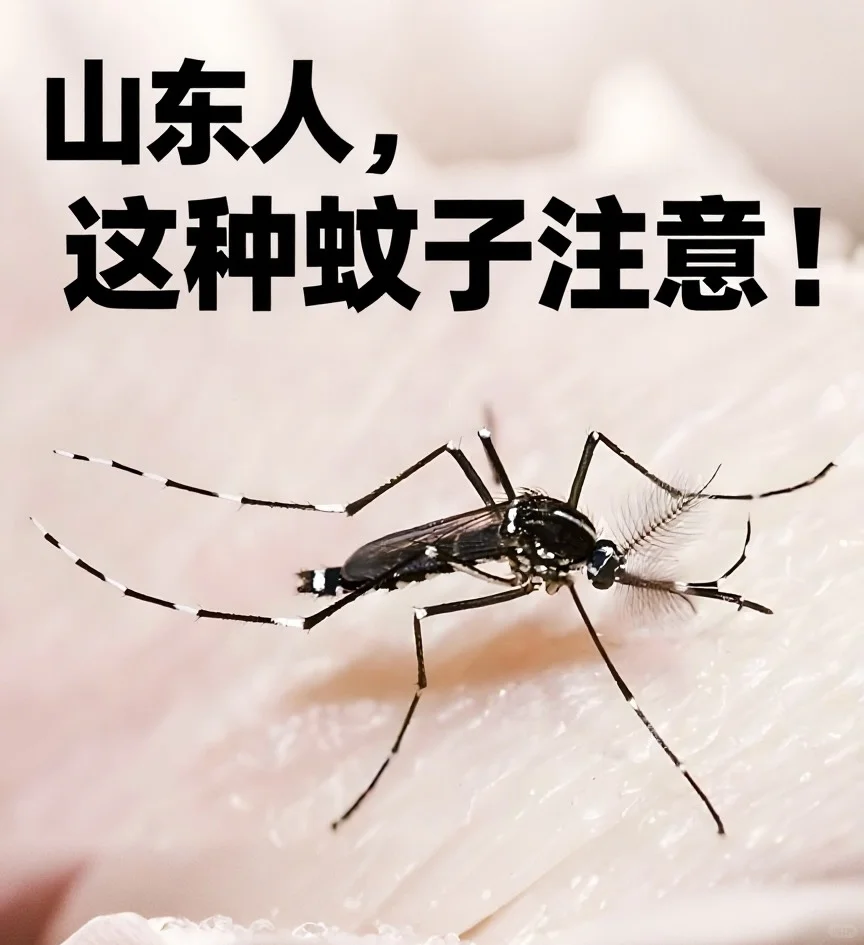 ⚠️山东人速看！近期务必警惕这种蚊子