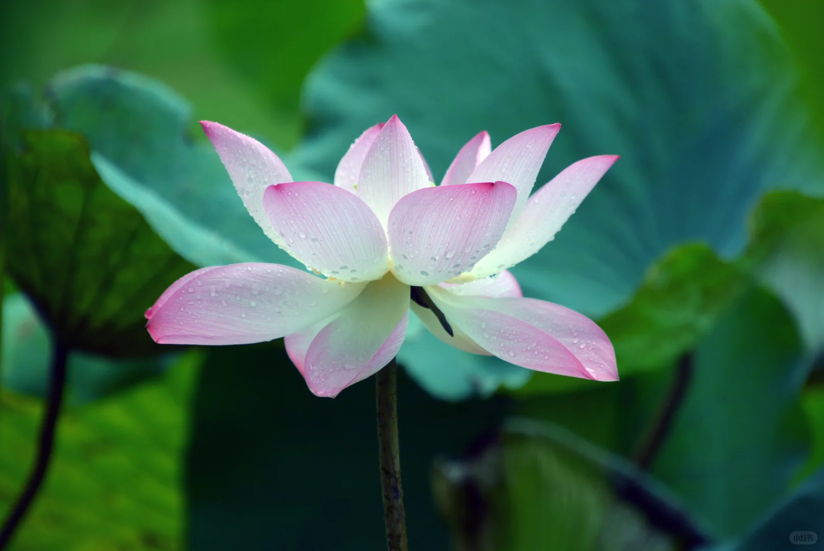 走在细雨南科里