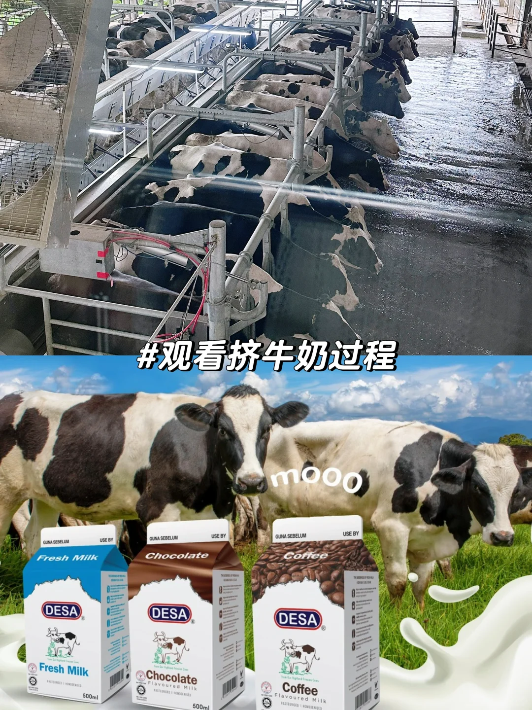 🇲🇾沙巴神山Kundasang必打景点+美食推荐！