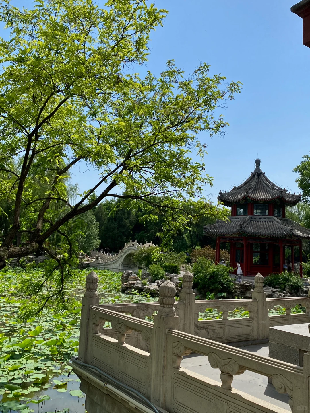 保定古莲花池