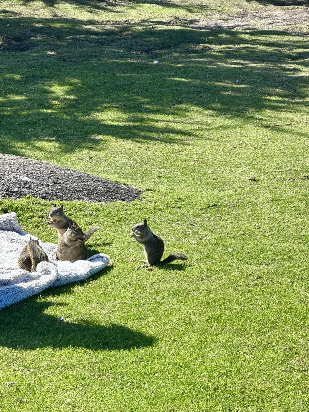 加州倒计时105天｜在海边喂了一下午松鼠🐿️