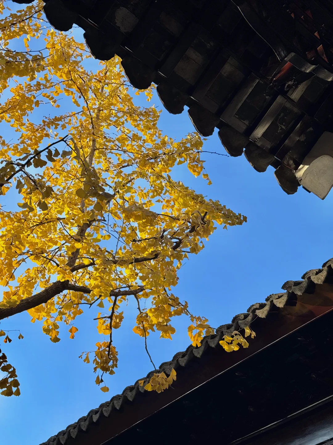 live🍂接下来的苏州，是国内秋日旅行天花板