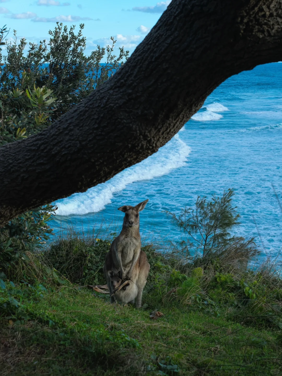 🇦🇺｜布里斯班北岛游一游🏝️