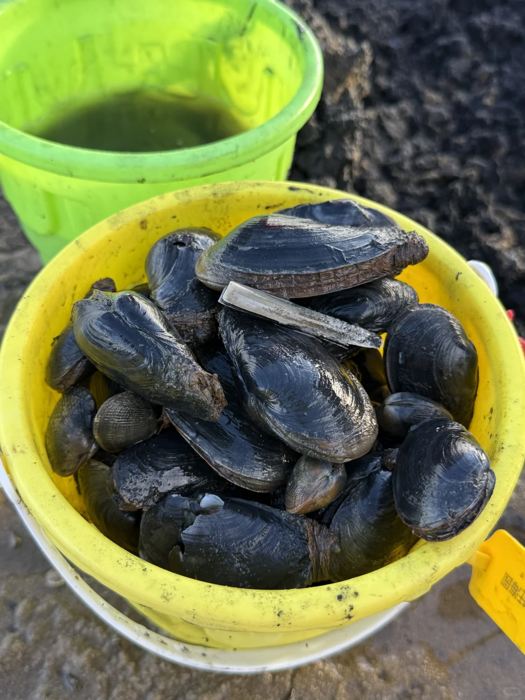 真没出国❗️今年去过最舒服的海边城市🏖️🦀