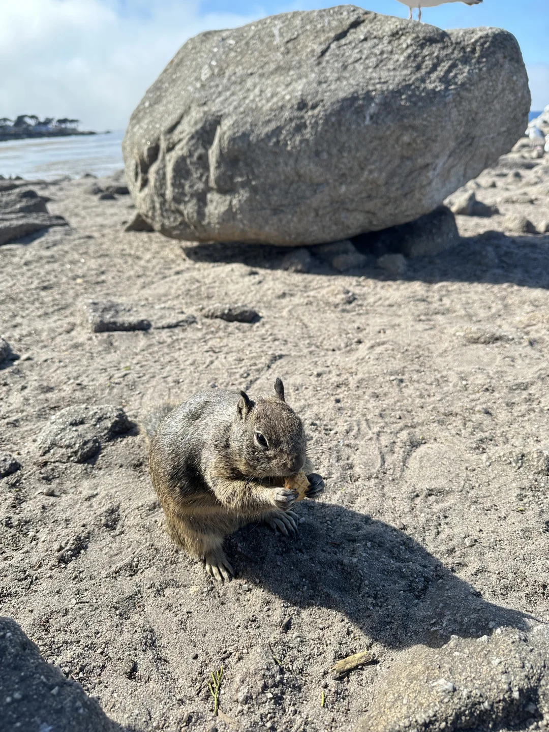 加州倒计时105天｜在海边喂了一下午松鼠🐿️