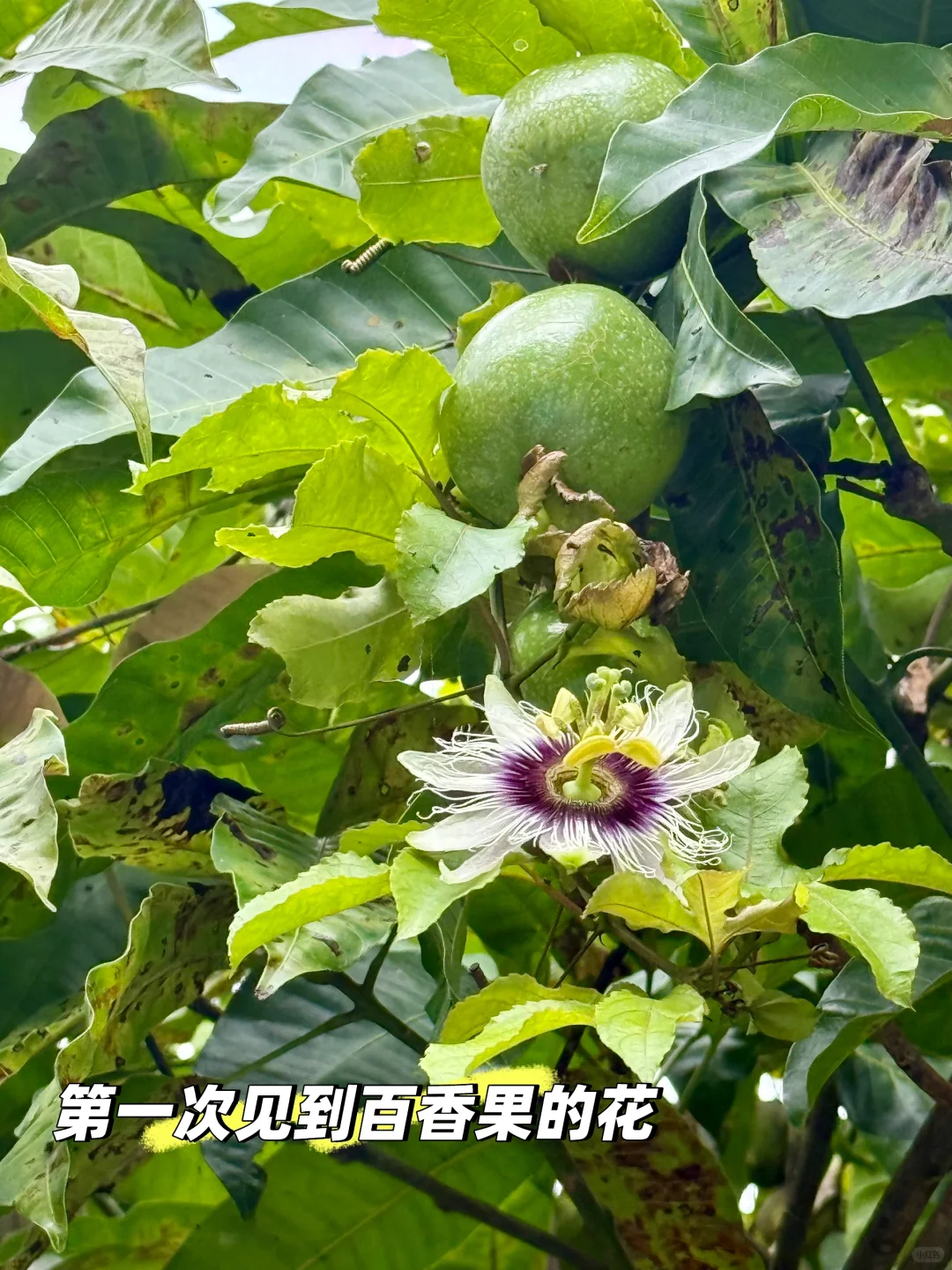 景迈山吃喝住行玩详细攻略