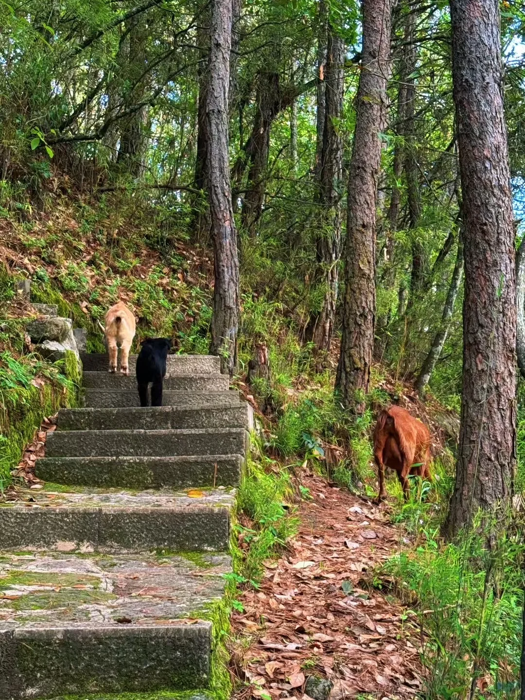 挑战全程（上下）徒步剑川千狮山！