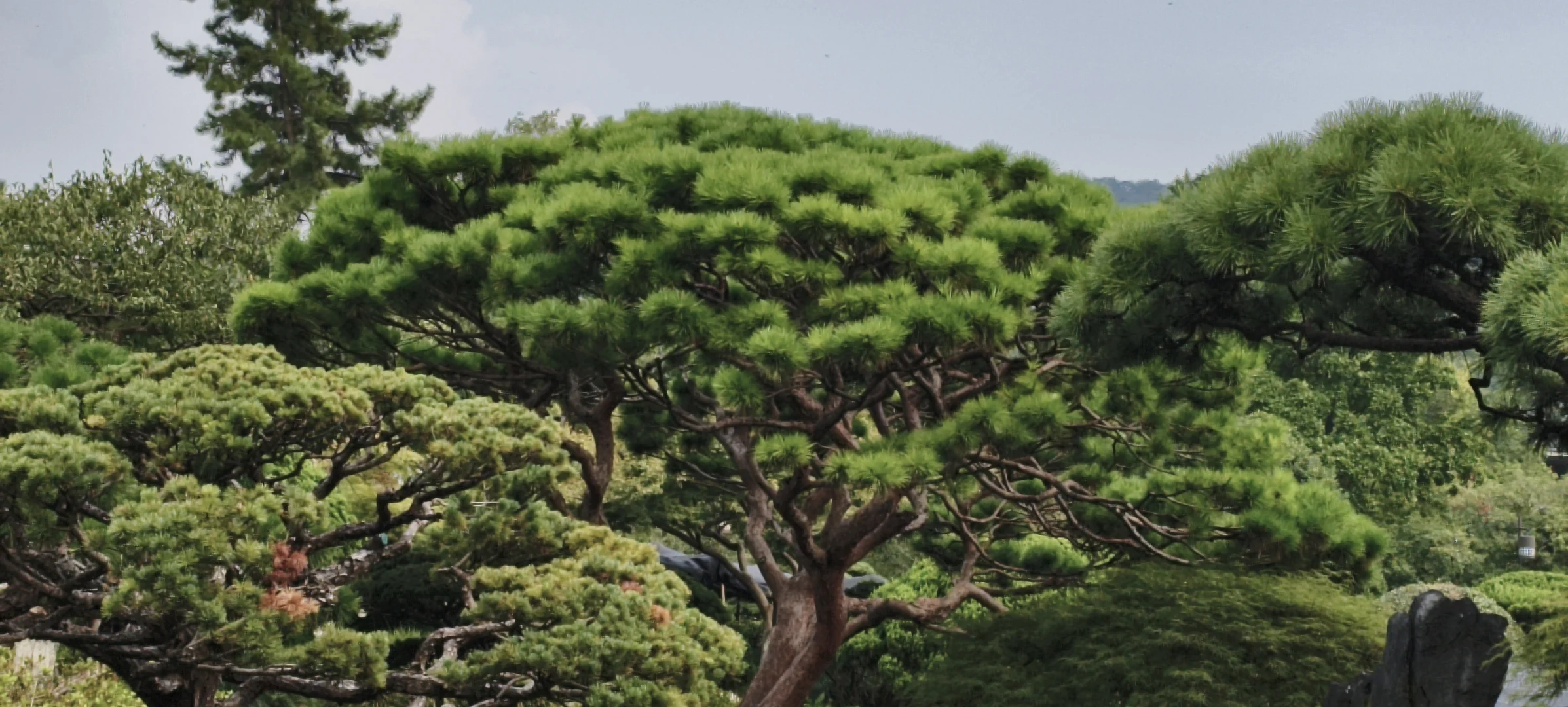 西湖｜特种兵一日游，各景点观感详记（中）