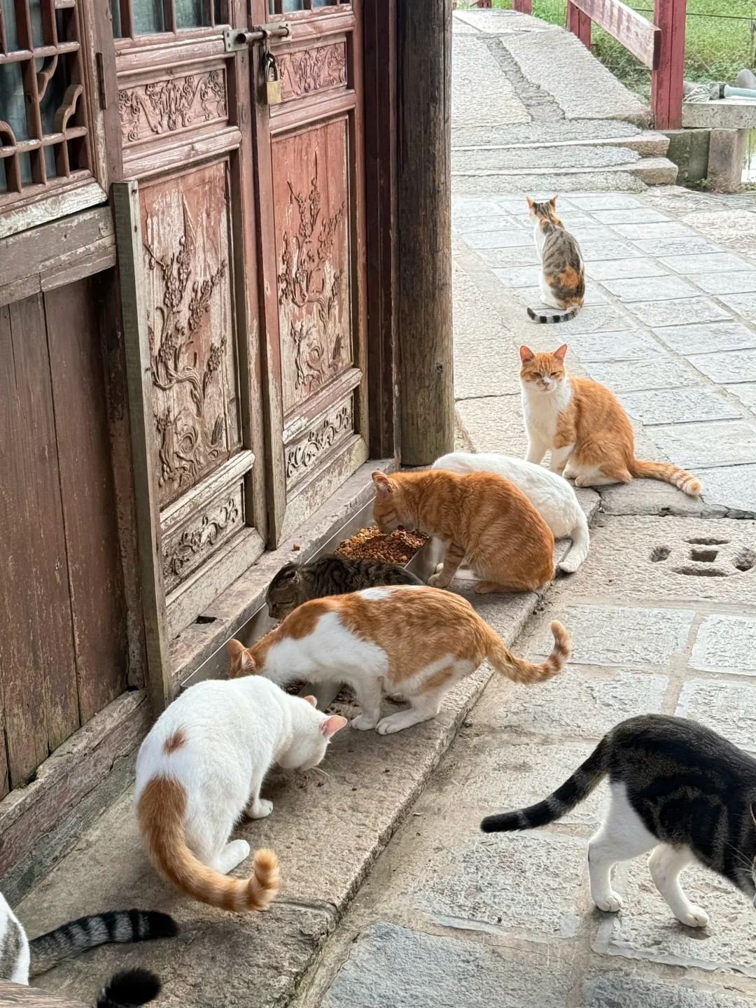 卧卧卧上海真的有猫猫岛呀！！！