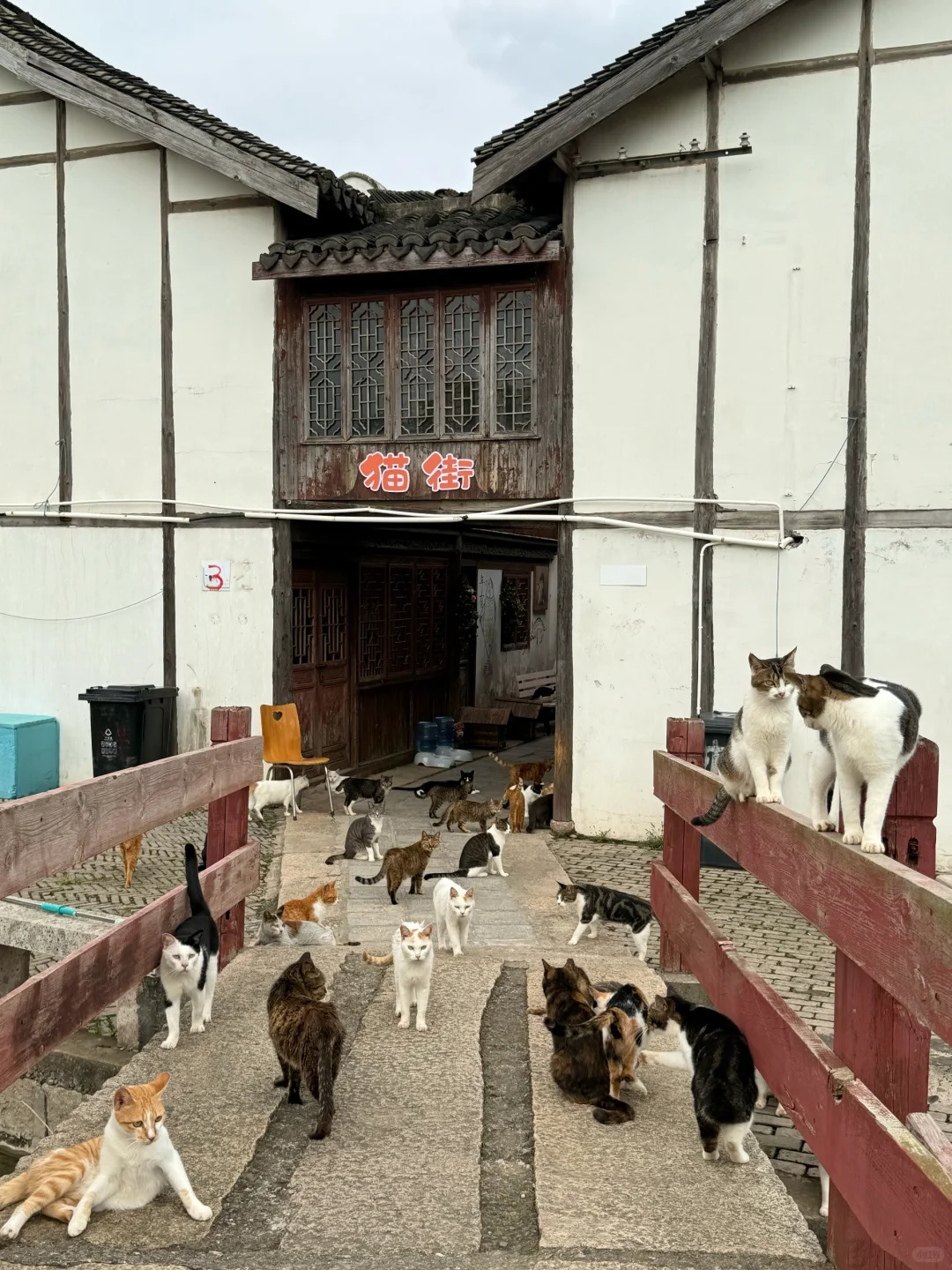 卧卧卧上海真的有猫猫岛呀！！！