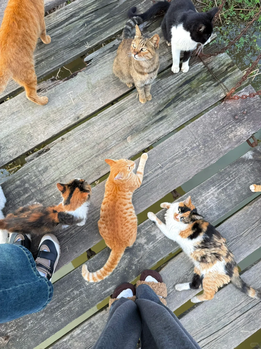 卧卧卧上海真的有猫猫岛呀！！！