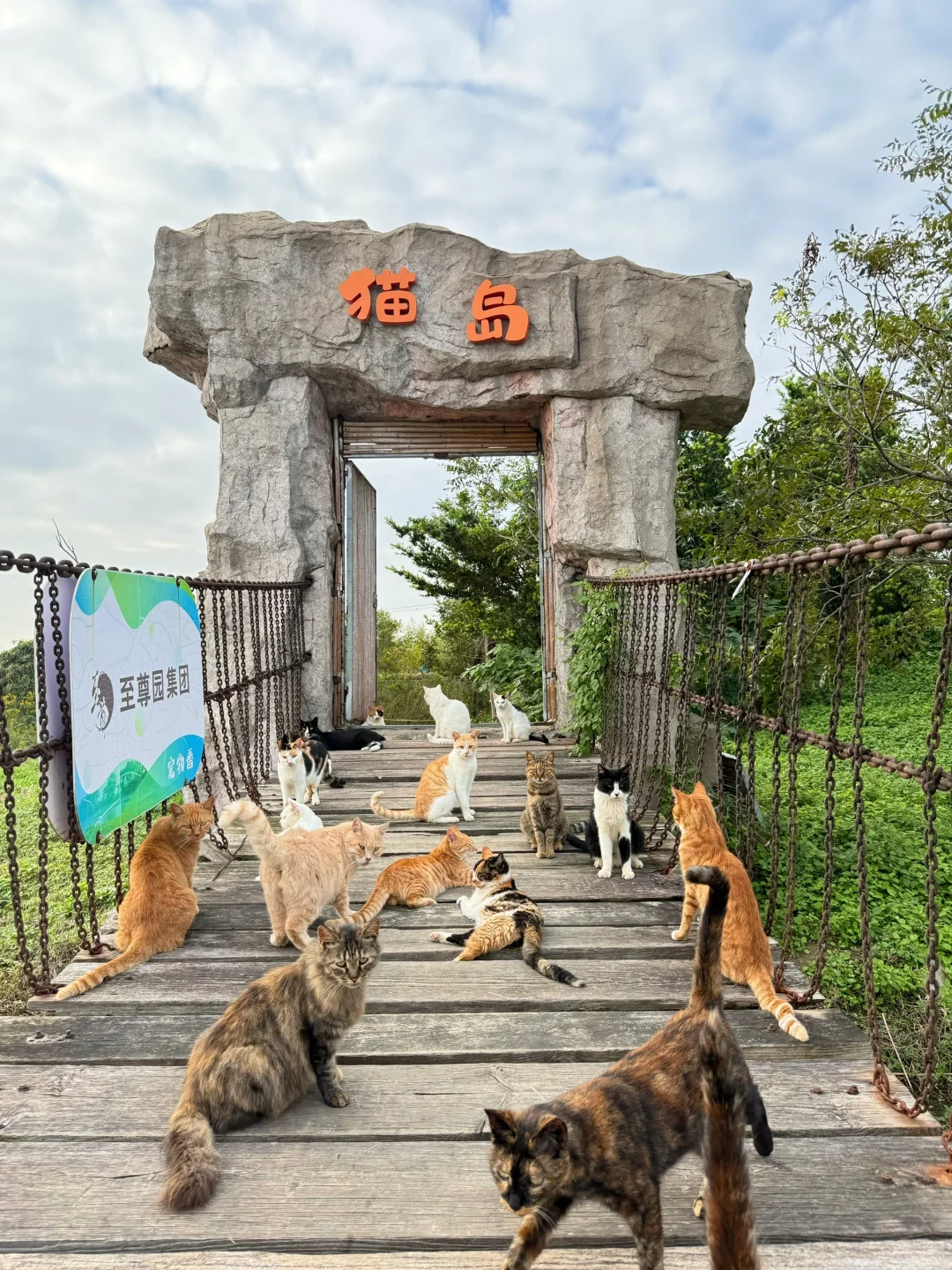 卧卧卧上海真的有猫猫岛呀！！！