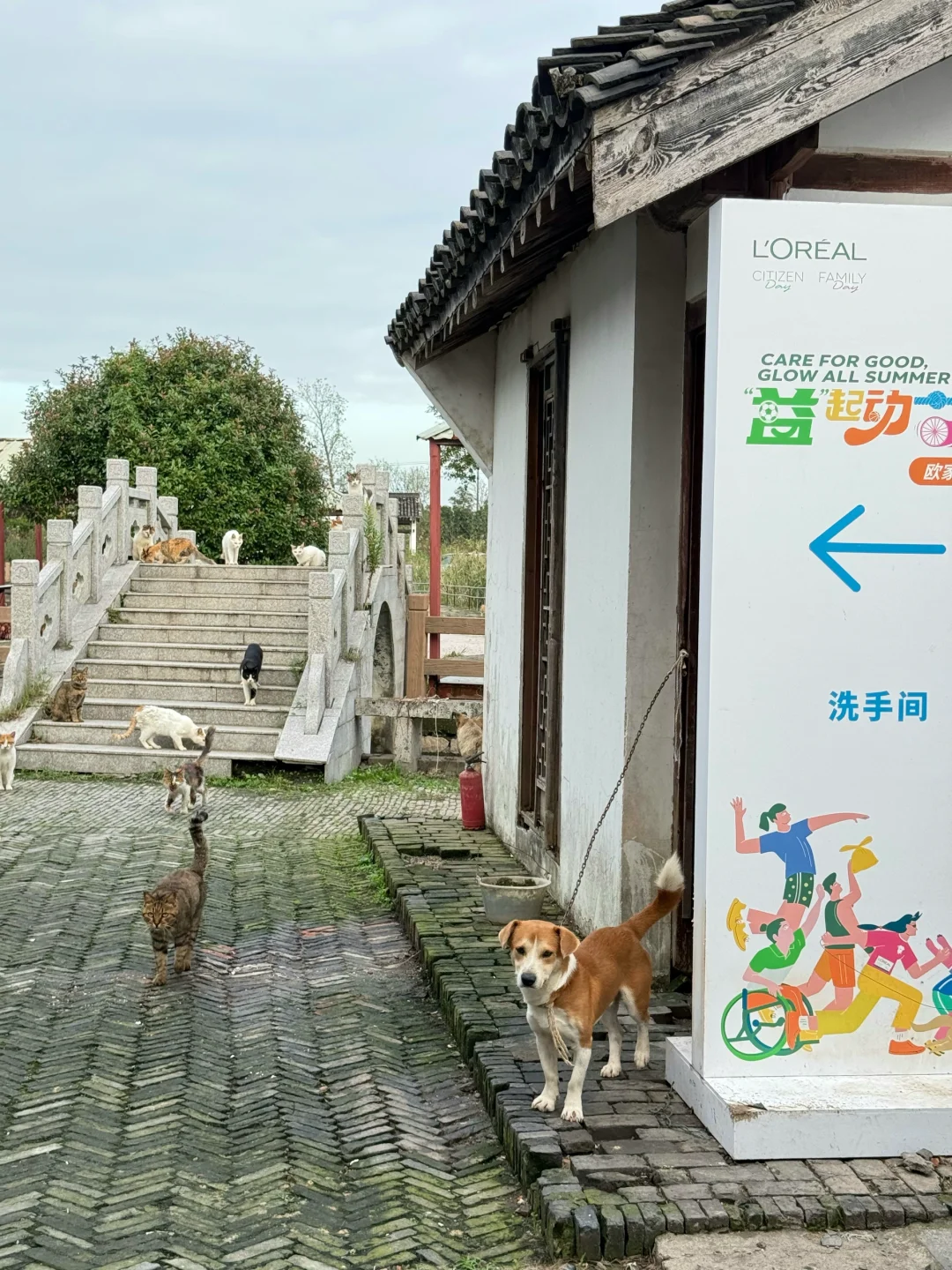 卧卧卧上海真的有猫猫岛呀！！！