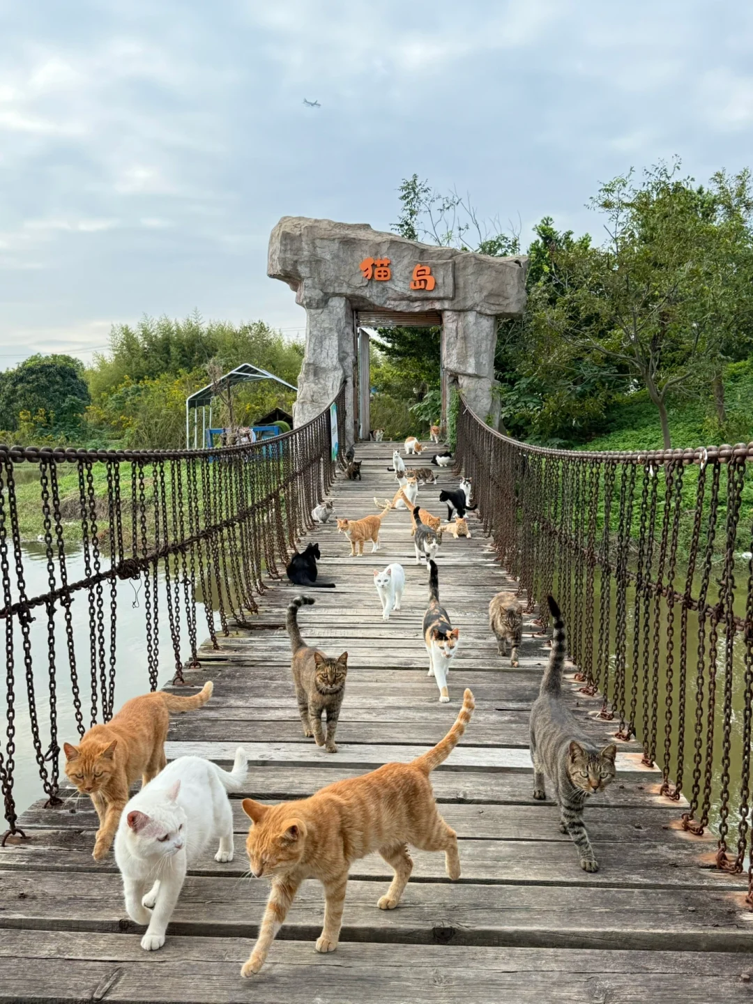 卧卧卧上海真的有猫猫岛呀！！！
