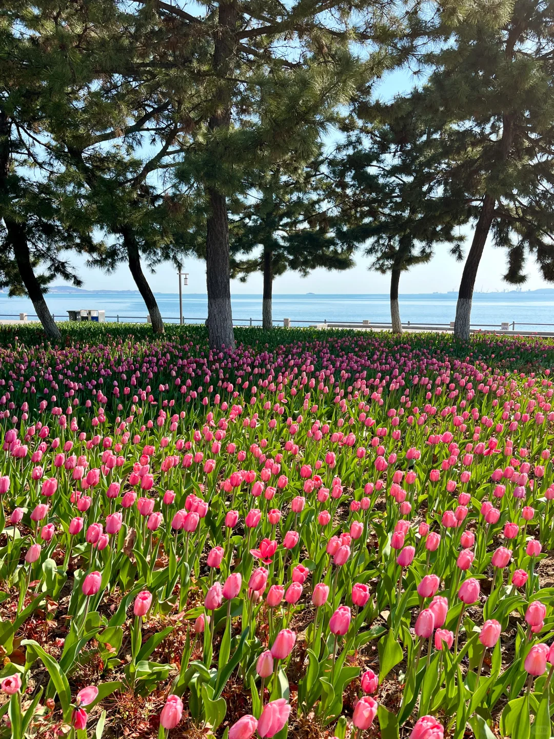 威海3.30春日实况（📍附打卡点）