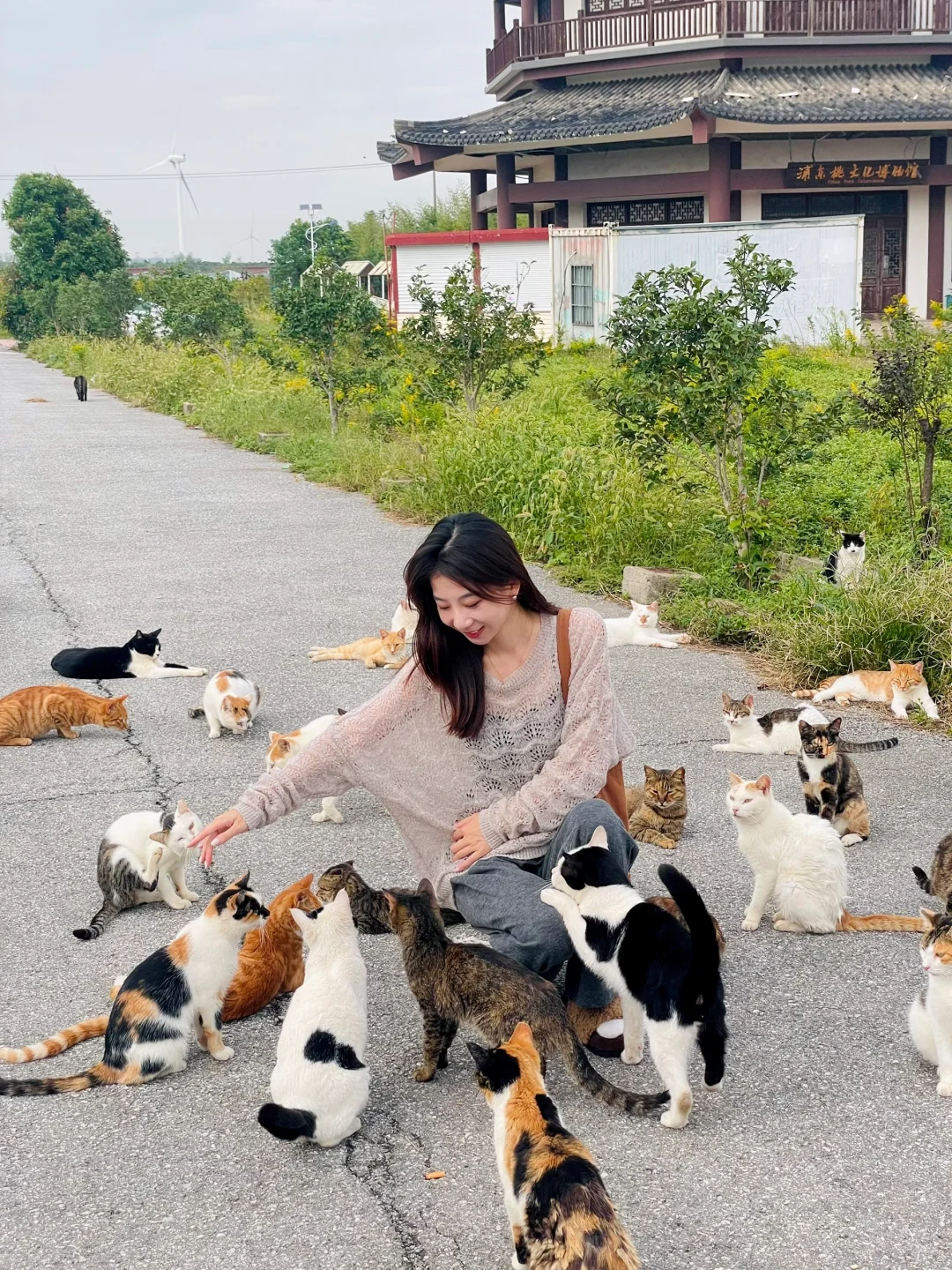 卧卧卧上海真的有猫猫岛呀！！！