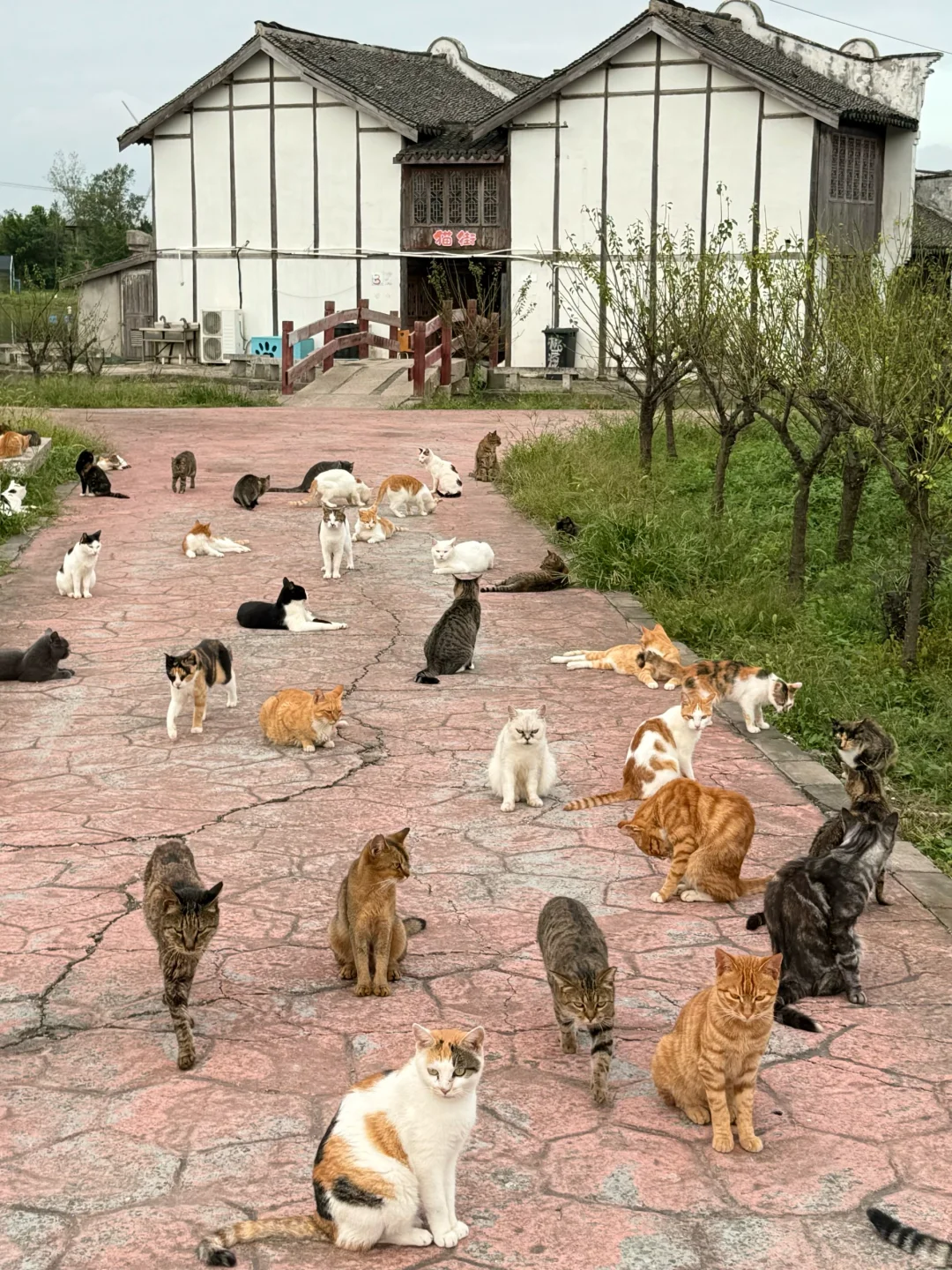 卧卧卧上海真的有猫猫岛呀！！！