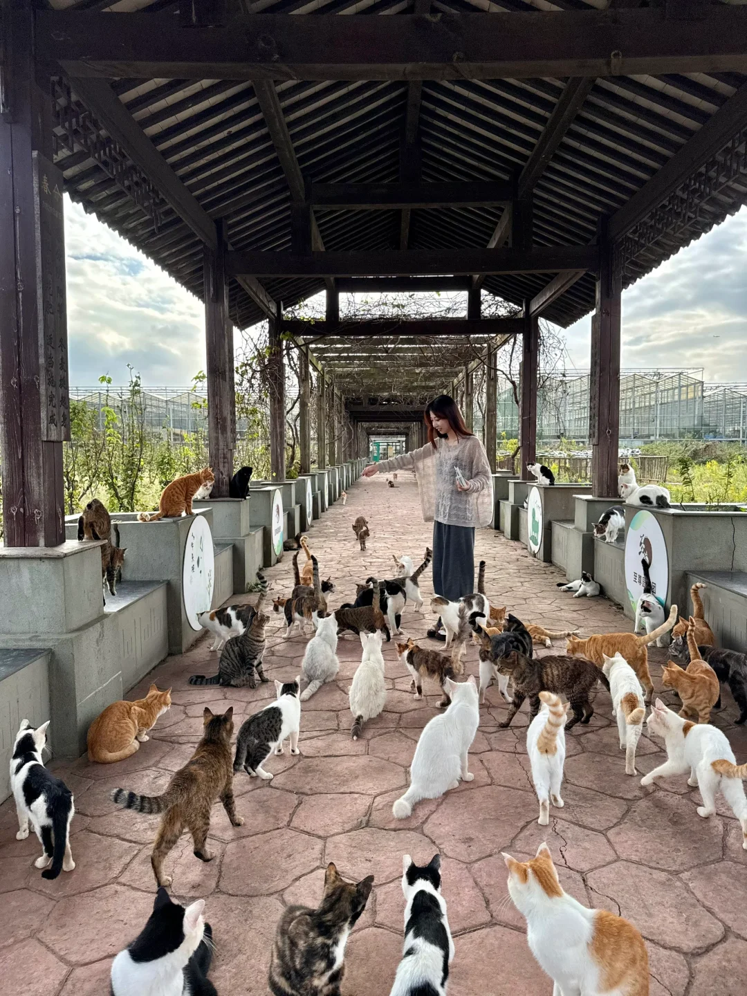 卧卧卧上海真的有猫猫岛呀！！！