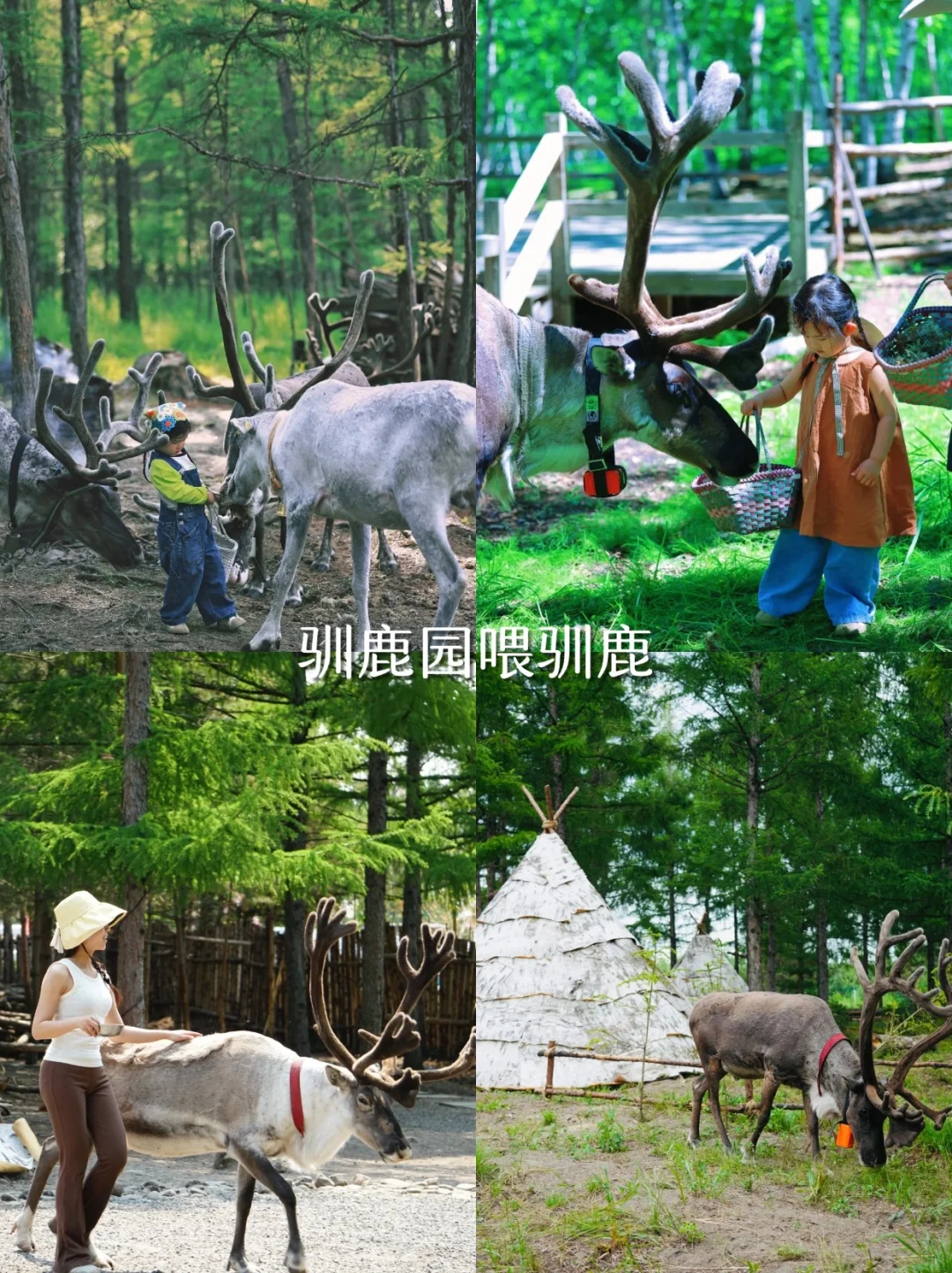 暑假避暑去22℃的长白山！私人定制游超好玩