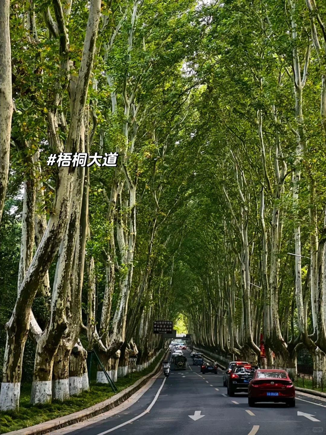 04女大📍南京三日游/保姆级路线攻略分享~