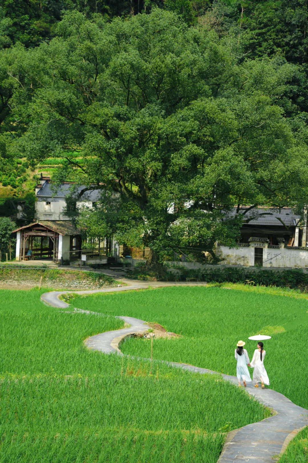 去了婺源33次，我唯一安利的夏日避暑路线…