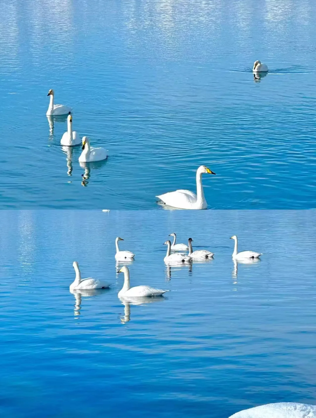有一种蓝叫“赛里木湖”蓝💙