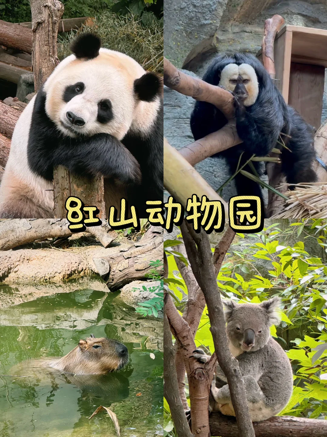 📍南京必去的九大景点‼️旅游前必看❗️