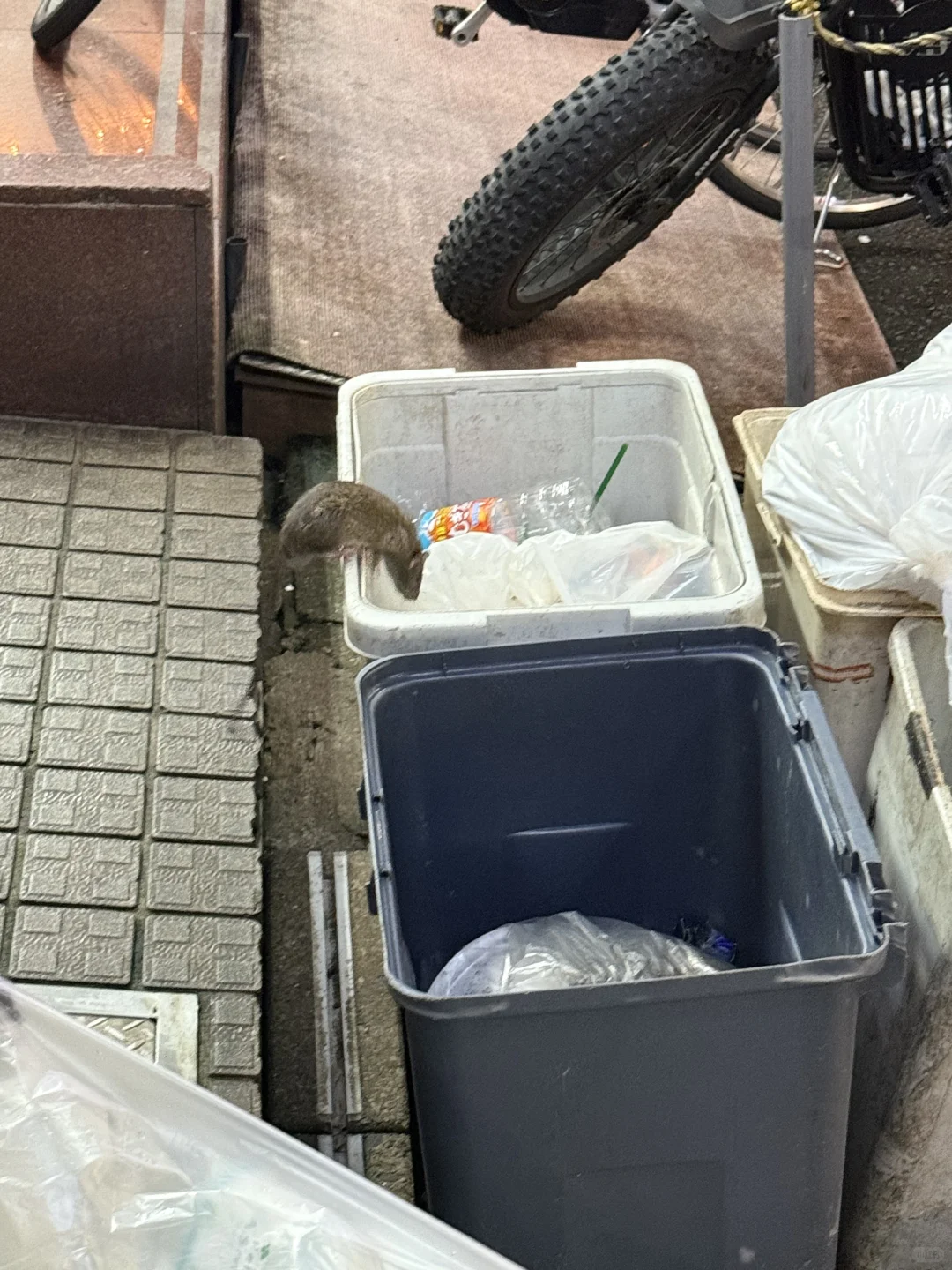 第一次来日本，彻底对这个地方祛魅了…