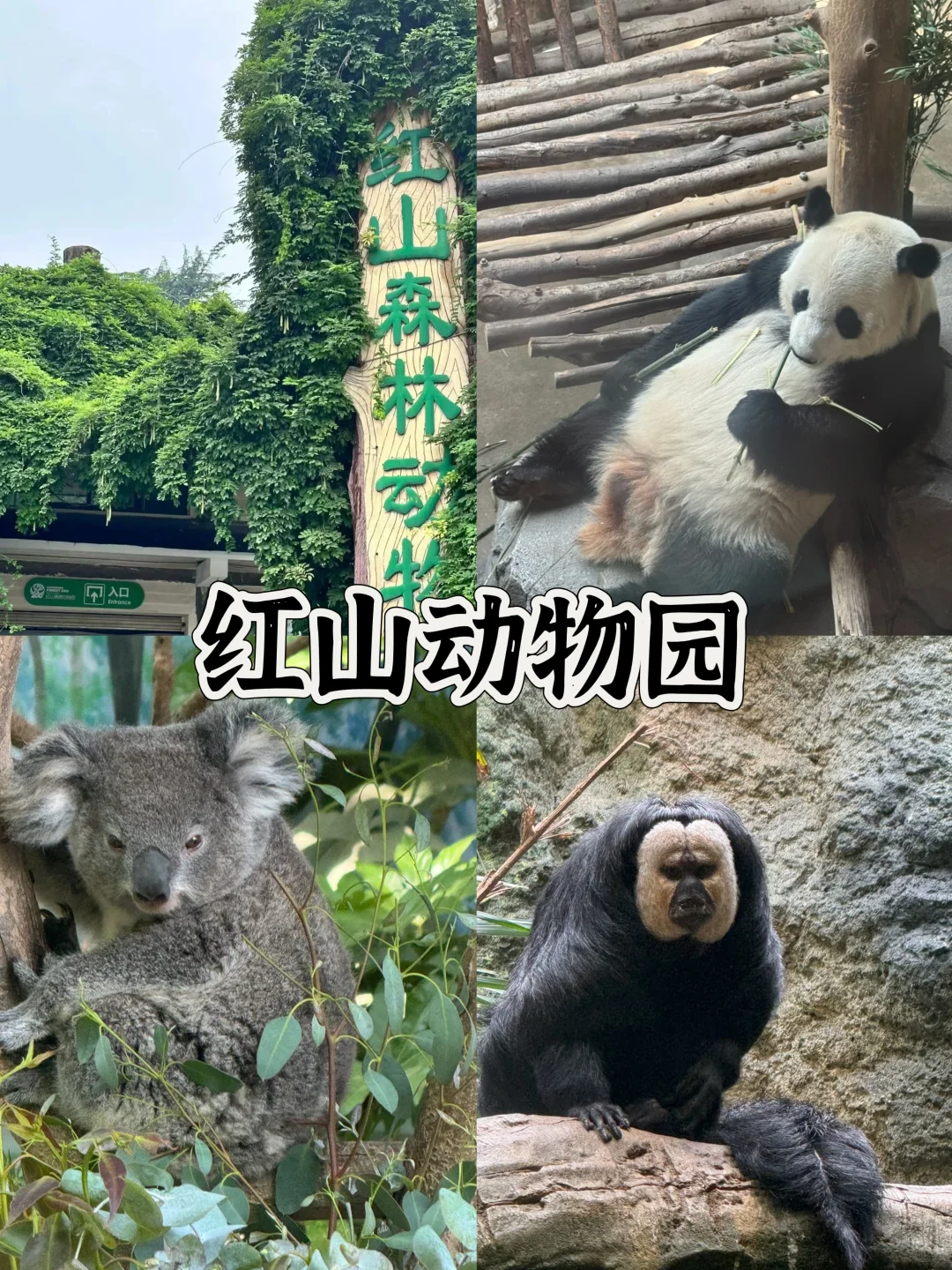 南京📍两天一夜✨旅游前必看❗❗️
