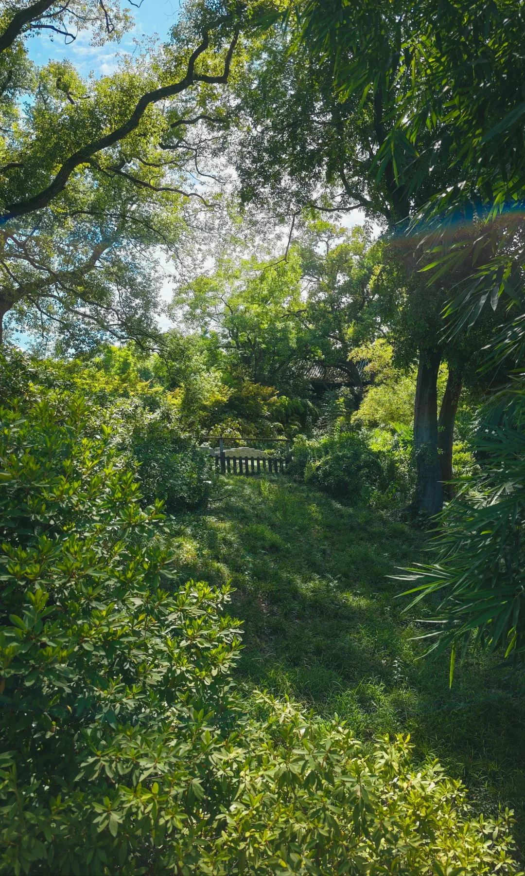 武汉东湖听涛，是一个巨大的绿色能量场🌿