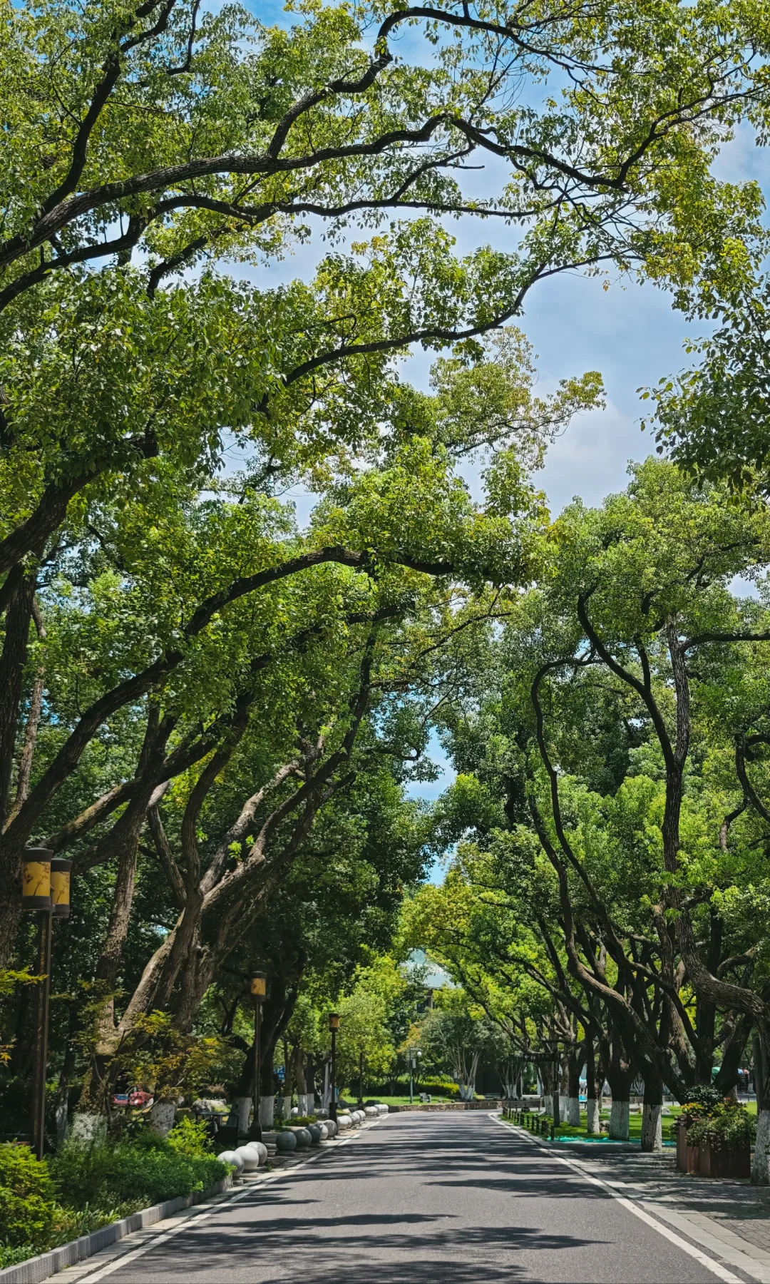 武汉东湖听涛，是一个巨大的绿色能量场🌿