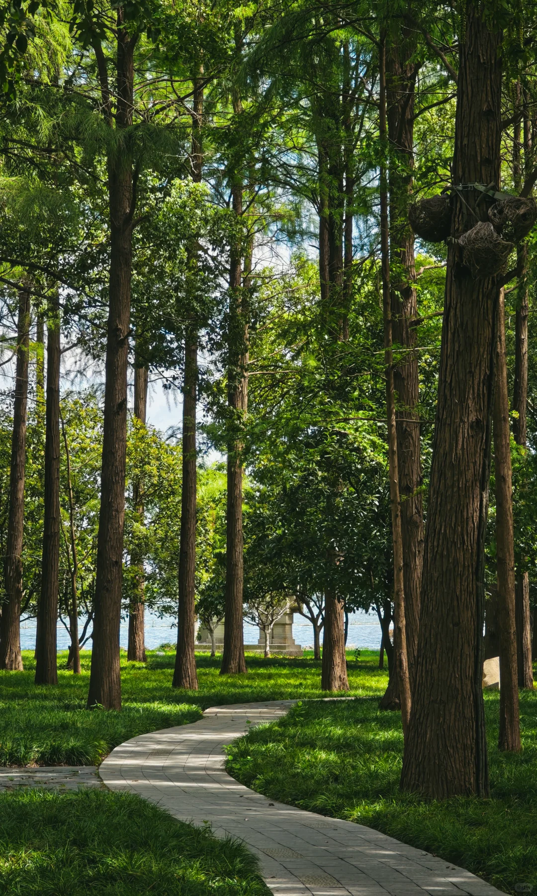 武汉东湖听涛，是一个巨大的绿色能量场🌿