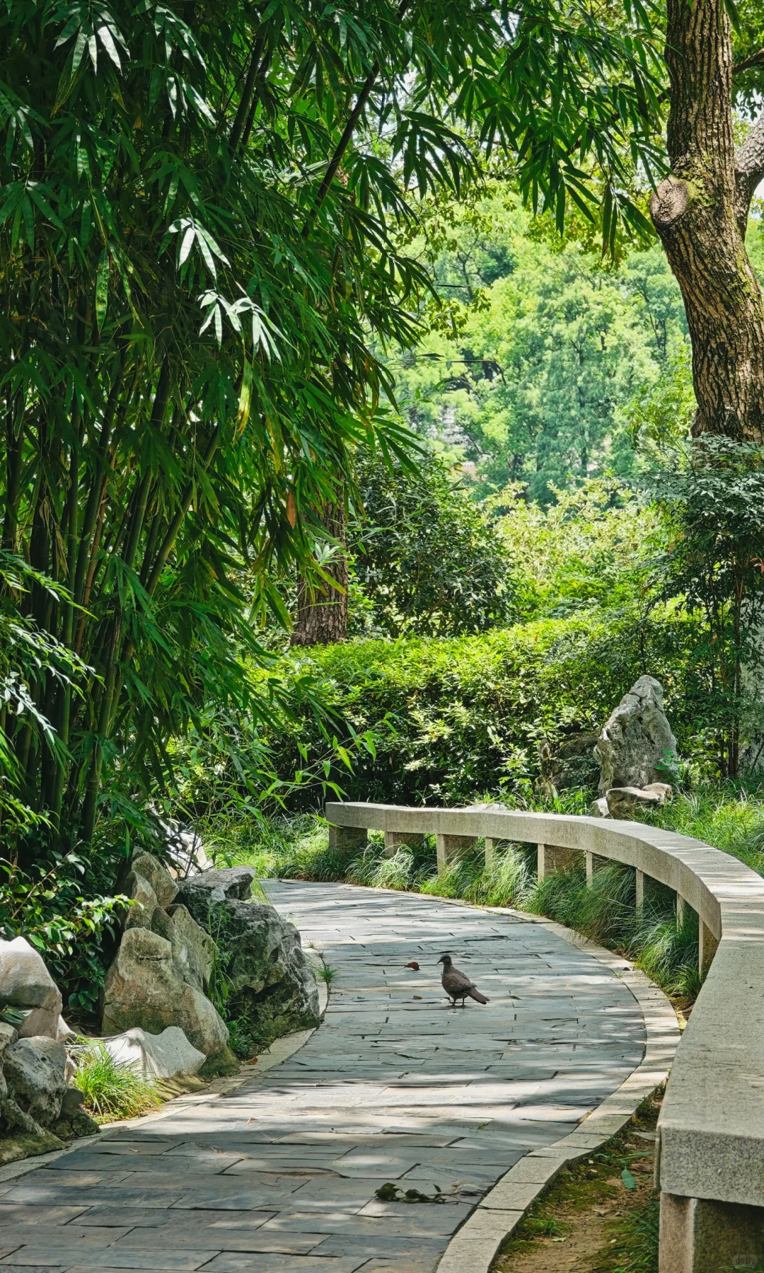武汉东湖听涛，是一个巨大的绿色能量场🌿