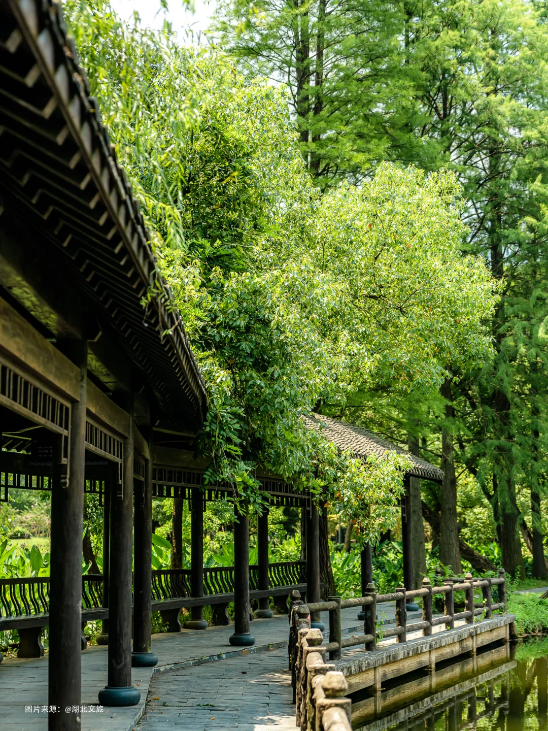 东湖落雁，就是个巨大的绿色能量场🌿