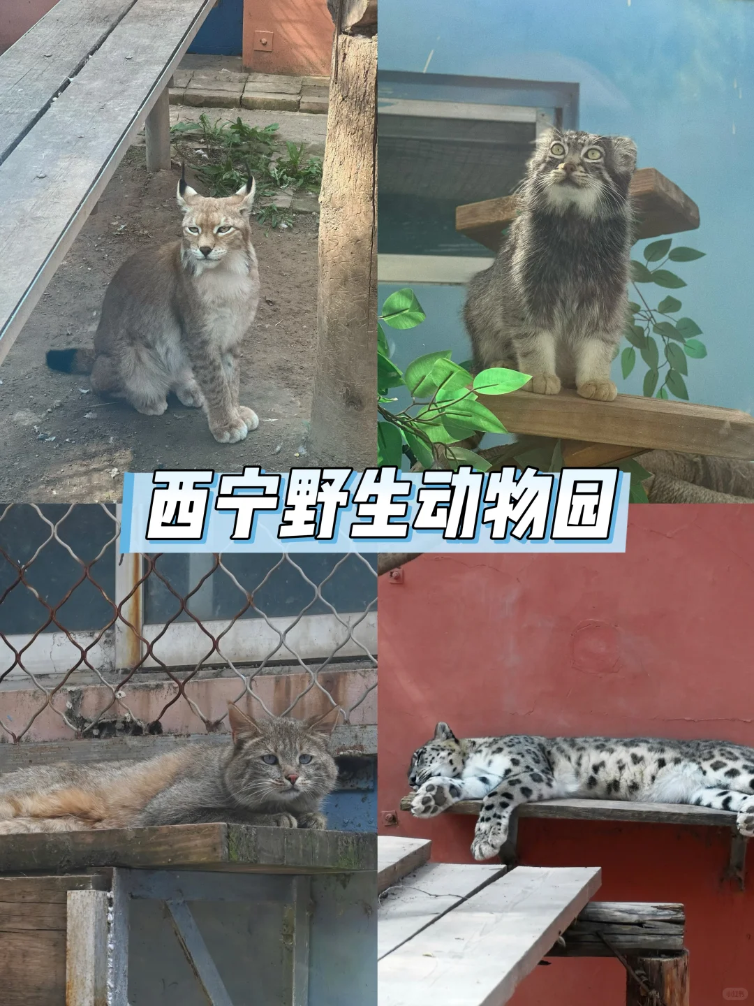 青甘大环线8天7晚旅游攻略（线路篇）
