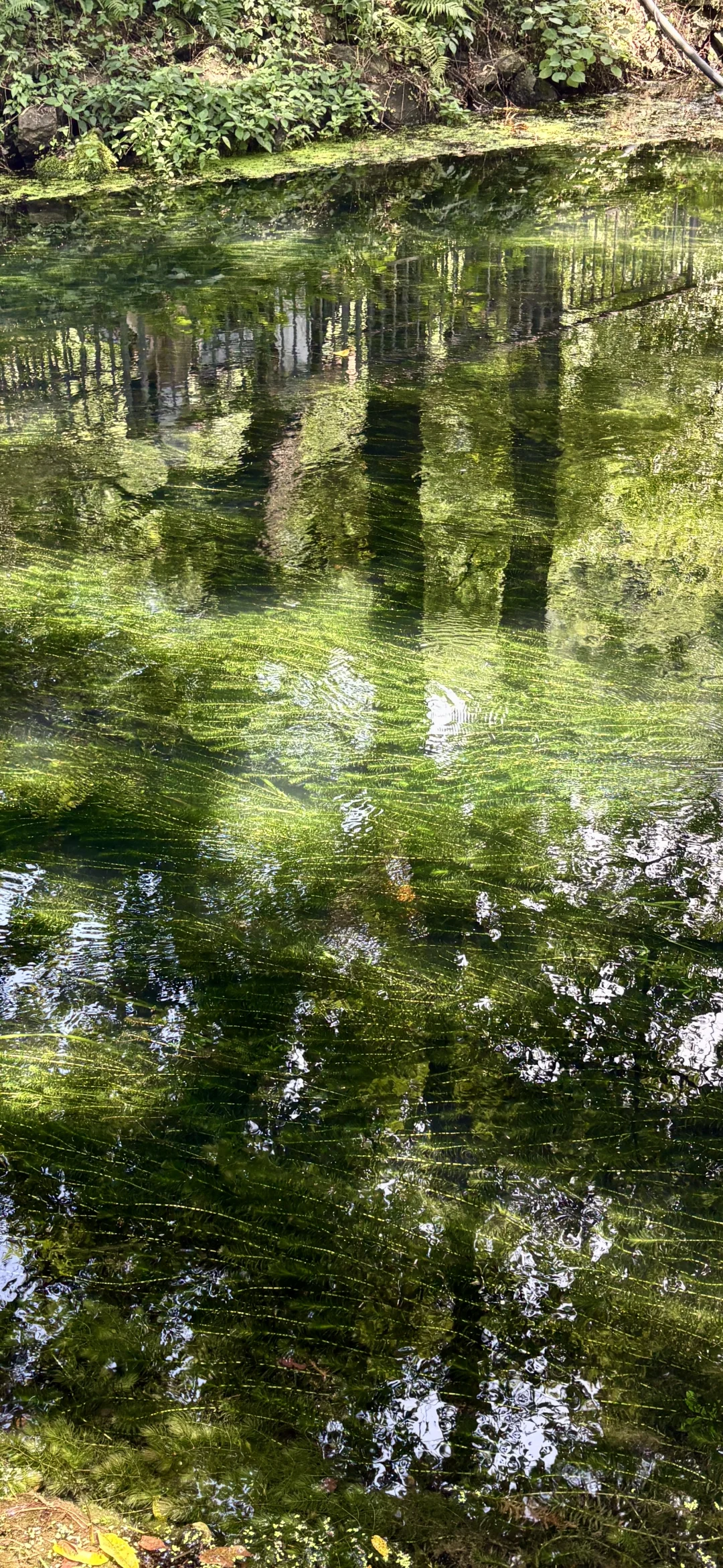 这里不是九寨沟 是广西桂林龙井村！