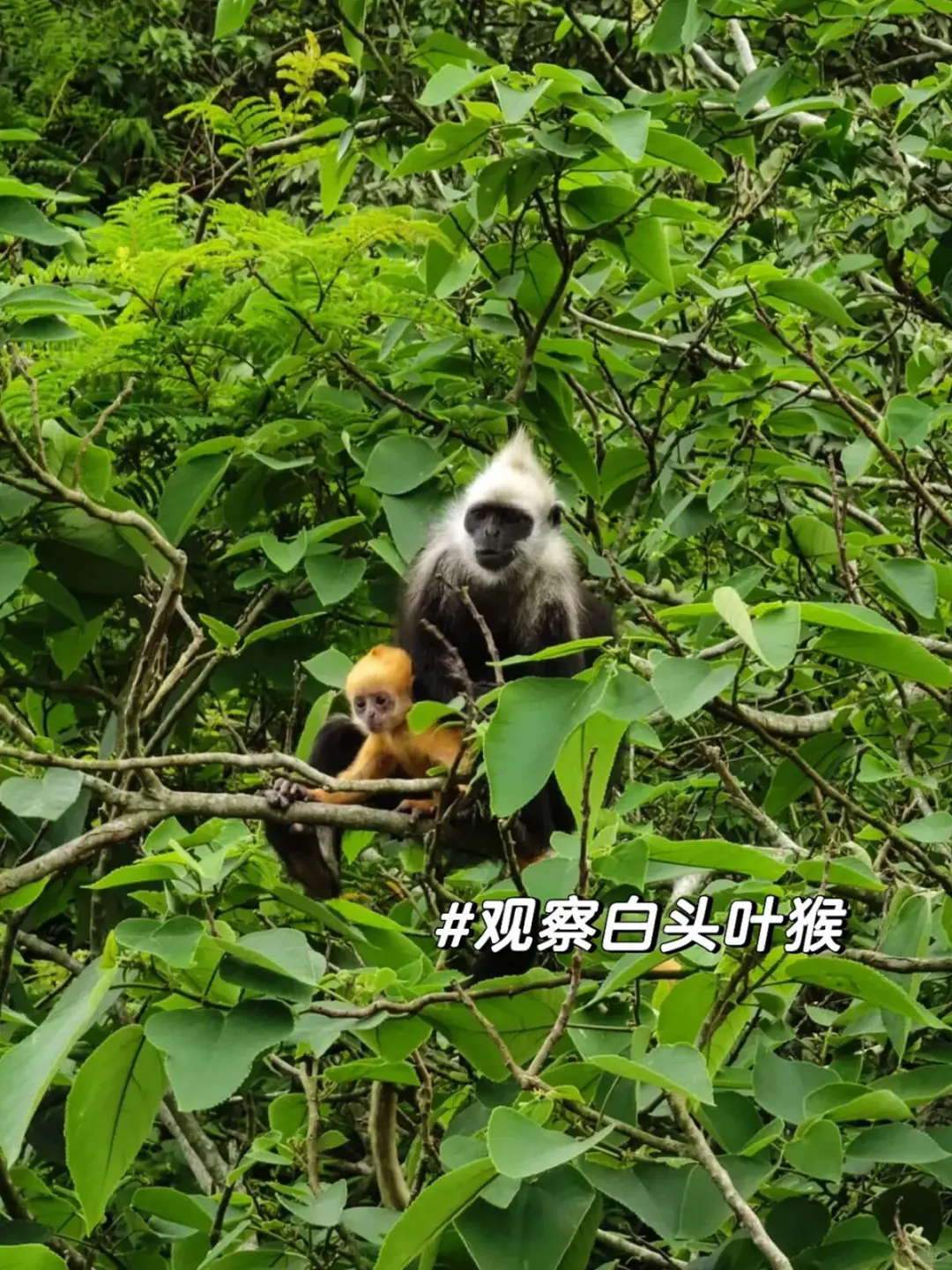 国庆去广西崇左，一点不累，比迪士尼还好玩